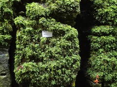 Thamnobryum alleghaniense