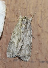 Acronicta longa