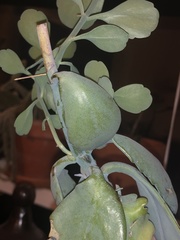 Kalanchoe fedtschenkoi