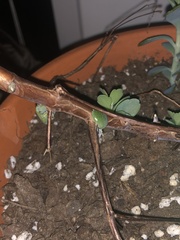 Kalanchoe fedtschenkoi