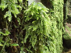 Thamnobryum alleghaniense