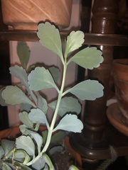 Kalanchoe fedtschenkoi