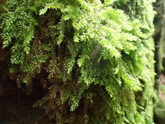 Thamnobryum alleghaniense