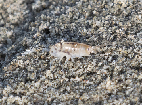 Wide-footed Sand Hopper