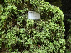 Thamnobryum alleghaniense