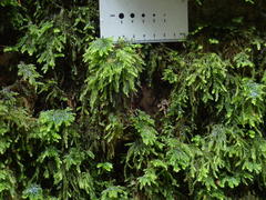 Thamnobryum alleghaniense