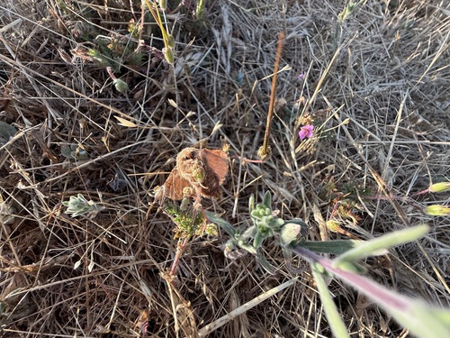 iNaturalist observation photo of Butterflies and Moths