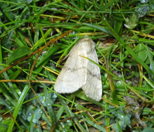 Charanyca apfelbecki