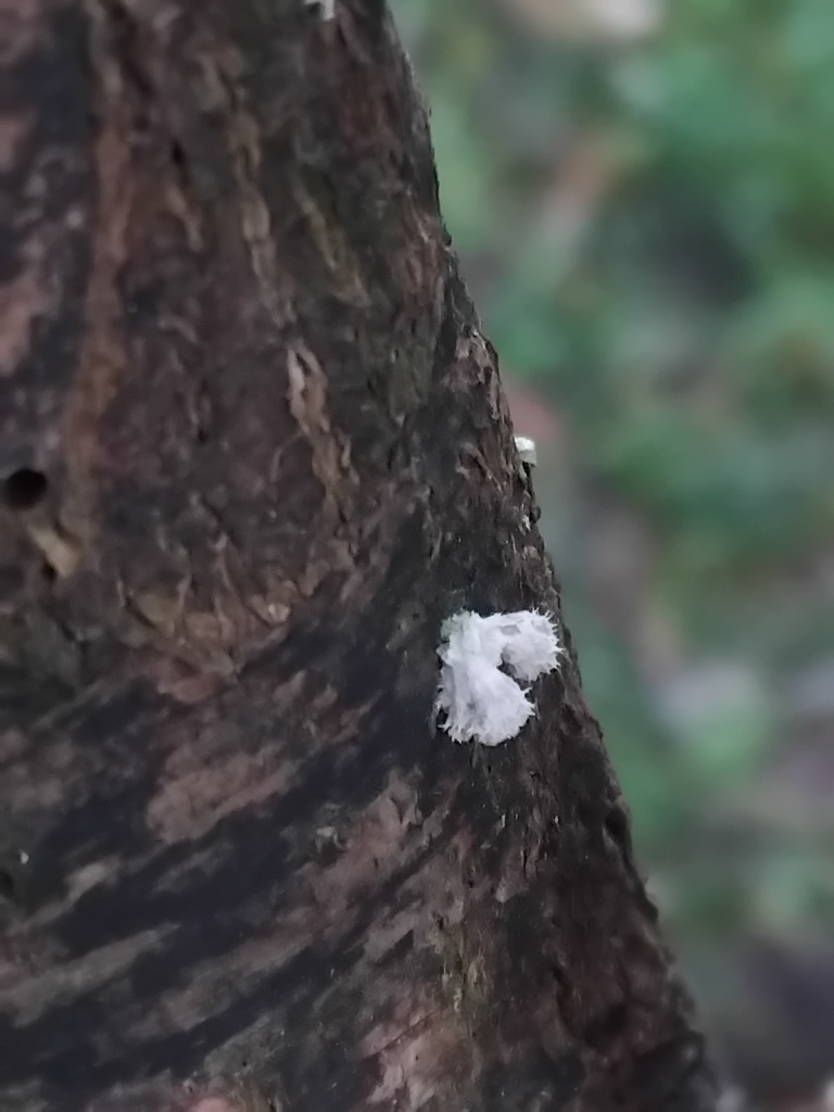 Schizophyllum commune · June 2025 · photo: © sofiazed1 (iNaturalist, cc-by)