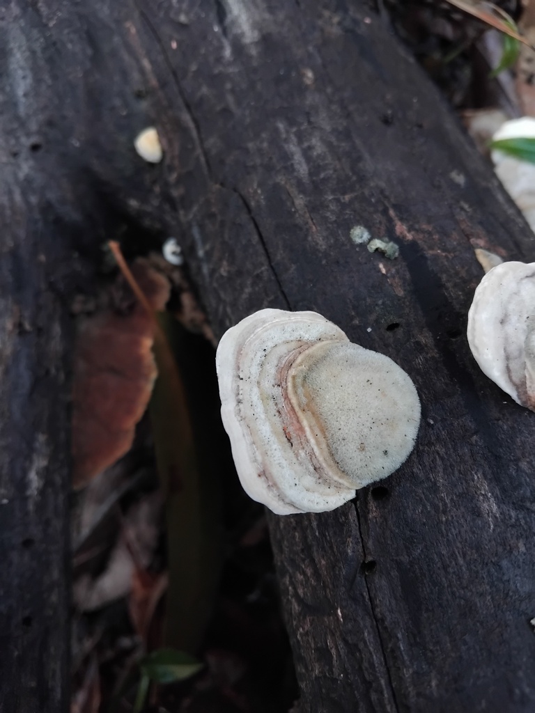 Trametes hirsuta · June 2025 · photo: © sofiazed1 (iNaturalist, cc-by)