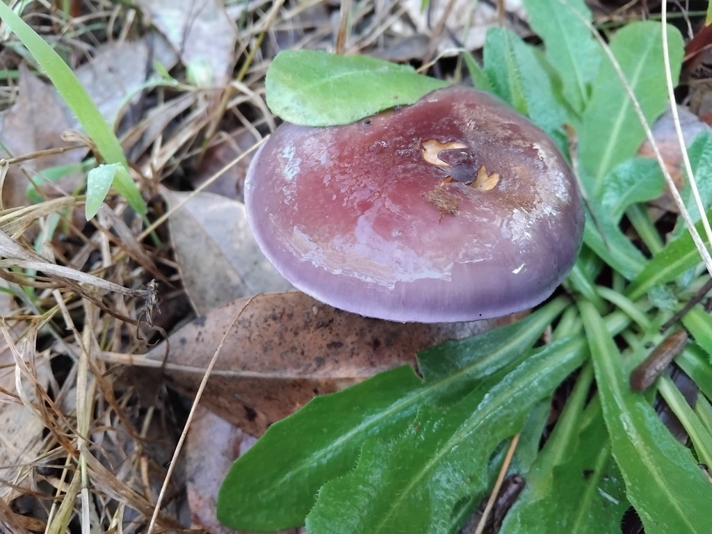 Cortinarius archeri · June 2025 · photo: © sofiazed1 (iNaturalist, cc-by)