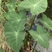 Colocasia esculenta - Photo (c) Tyler Cannon,  זכויות יוצרים חלקיות (CC BY), הועלה על ידי Tyler Cannon