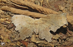 Eutomopepla artena