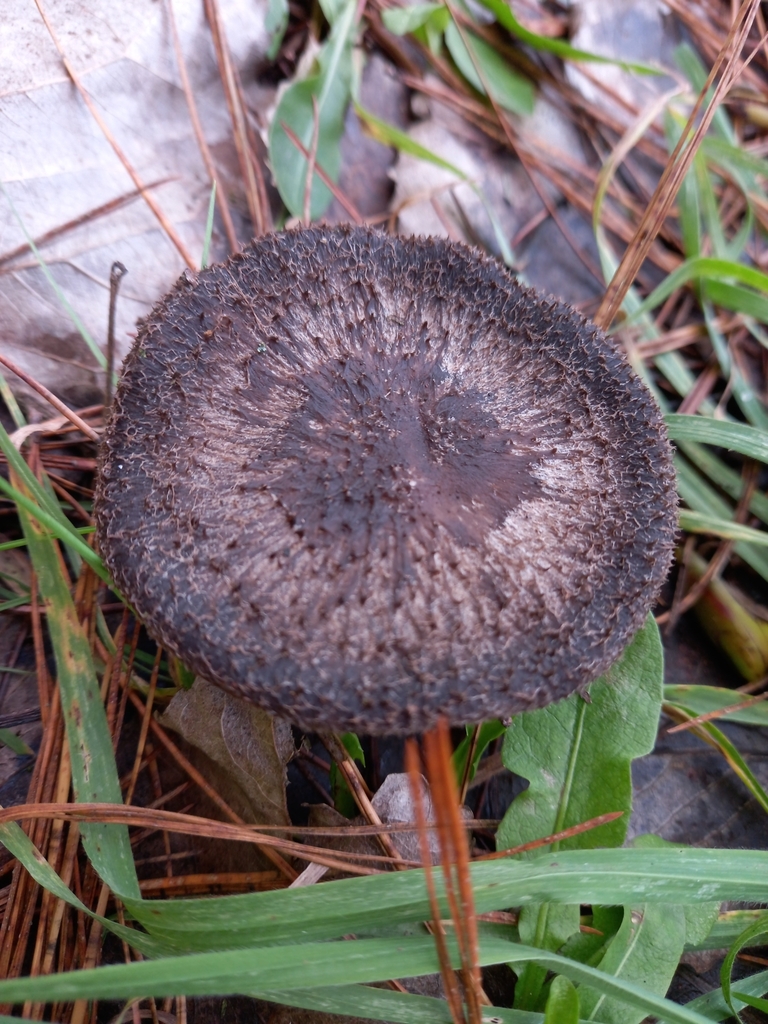 Collybia fibrosissima · June 2025 · photo: © amoxiconclav (iNaturalist, cc-by)