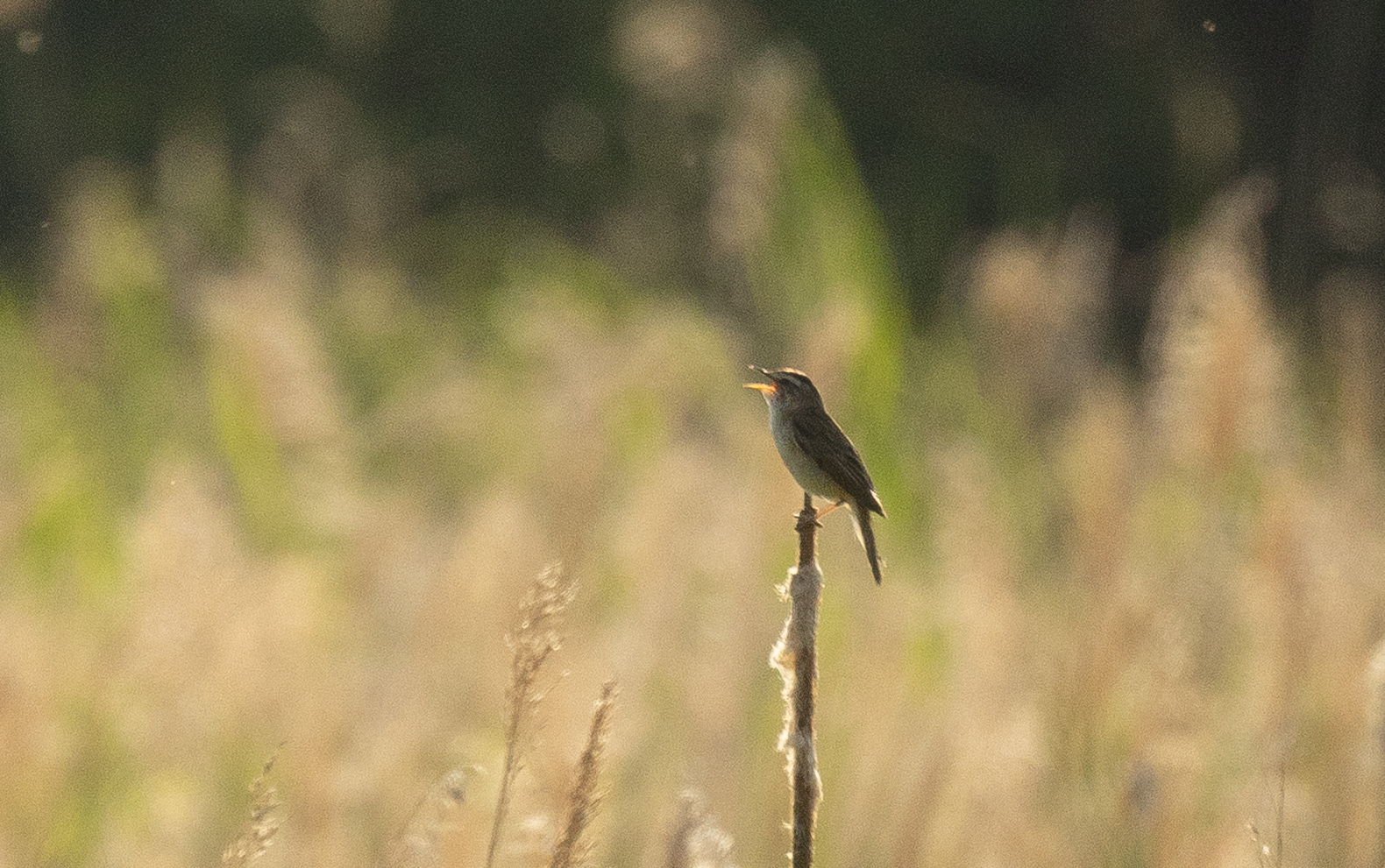 Acrocephalus schoenobaenus (Linnaeus, 1758)