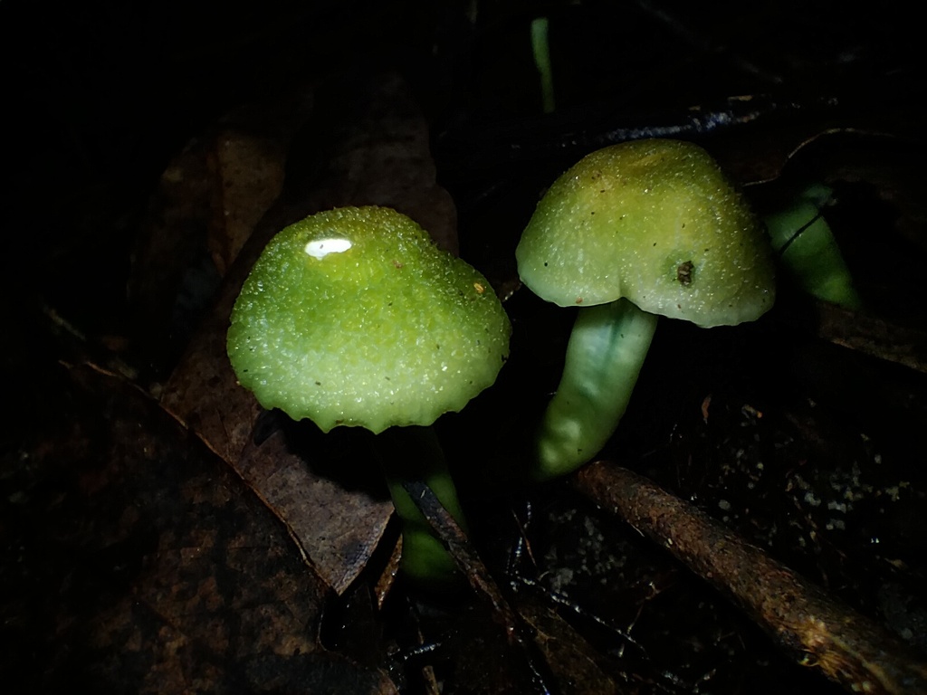 Gliophorus viridis · June 2025 · photo: © sofiazed1 (iNaturalist, cc-by)