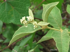 Buddleja parviflora
