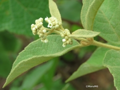 Buddleja parviflora