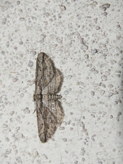 Iridopsis obliquaria