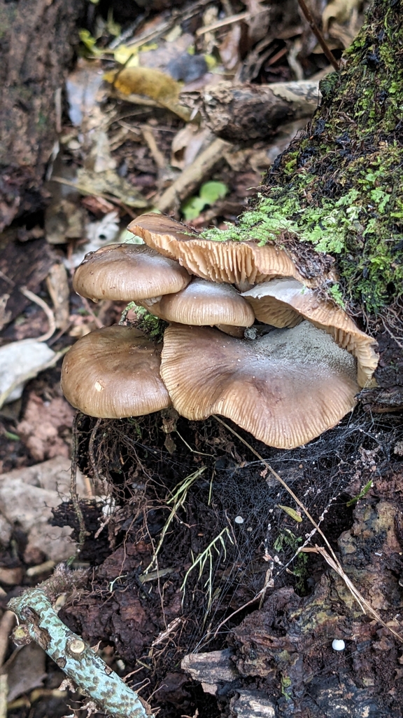 Armillaria novae-zelandiae · June 2025 · photo: © svendhansen (iNaturalist, cc-by)