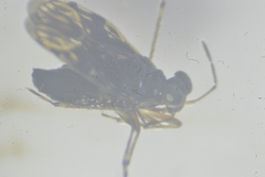 Saldidae