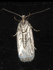 Leptocroca amydrosema