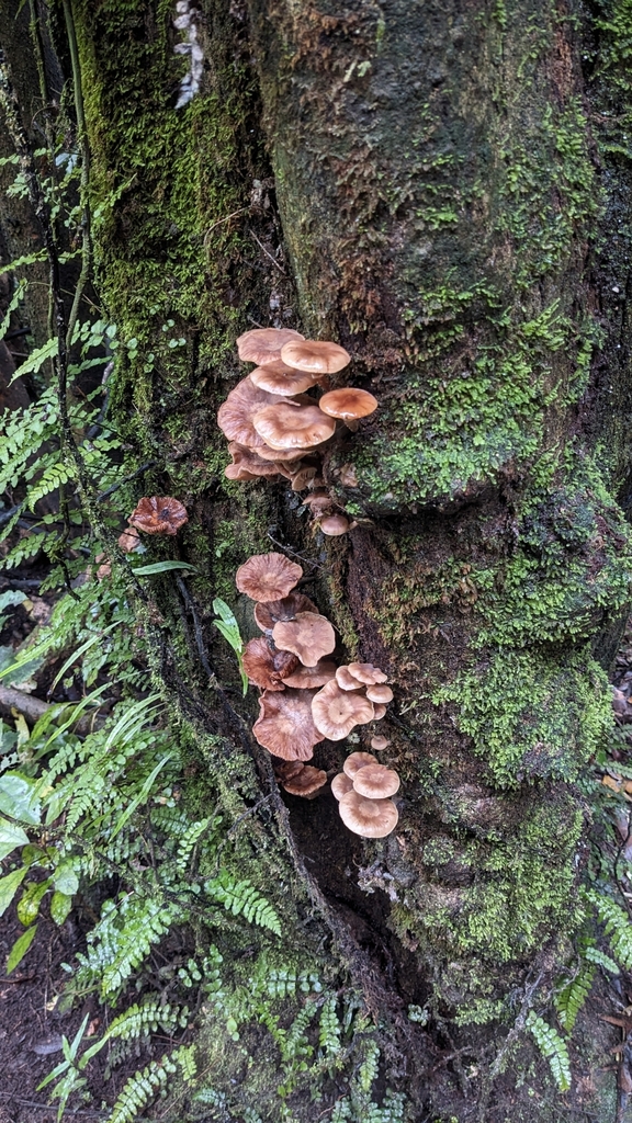 Armillaria novae-zelandiae · June 2025 · photo: © svendhansen (iNaturalist, cc-by)