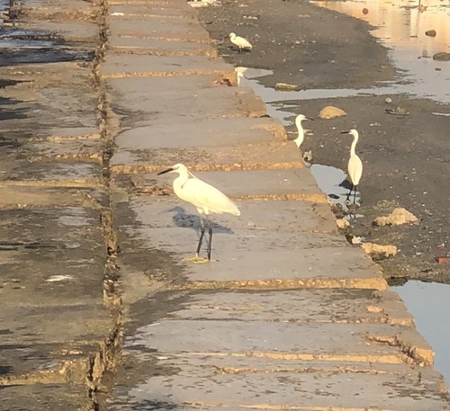 Little Egret