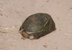 Kinosternon hirtipes murrayi