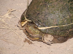 Kinosternon hirtipes murrayi