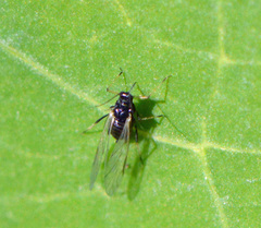 Periphyllus testudinaceus