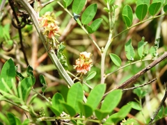 Indigofera suffruticosa