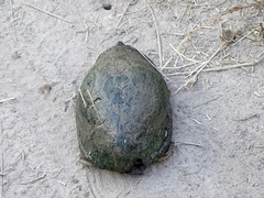 Kinosternon hirtipes murrayi