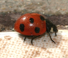 Coccinella algerica