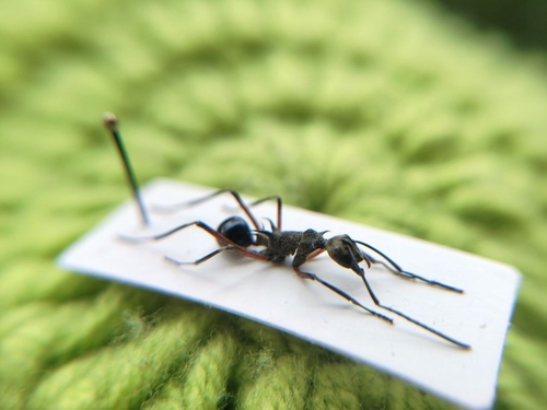 Polyrhachis exotica observed 2019-01-16