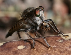 Promachus consanguineus