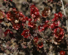 Salsola divaricata
