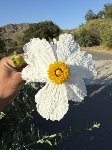 Romneya coulteri