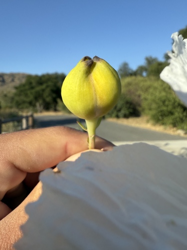 Romneya coulteri