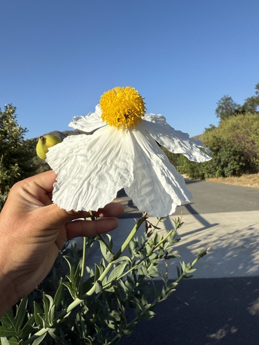 Romneya coulteri
