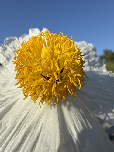Romneya coulteri