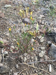 Microseris nutans