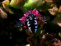 Thyreus histrionicus