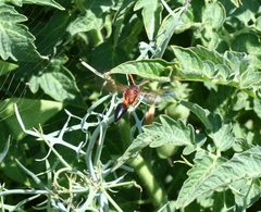 Delta dimidiatipenne