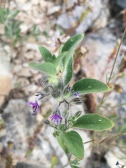Trichostema oblongum