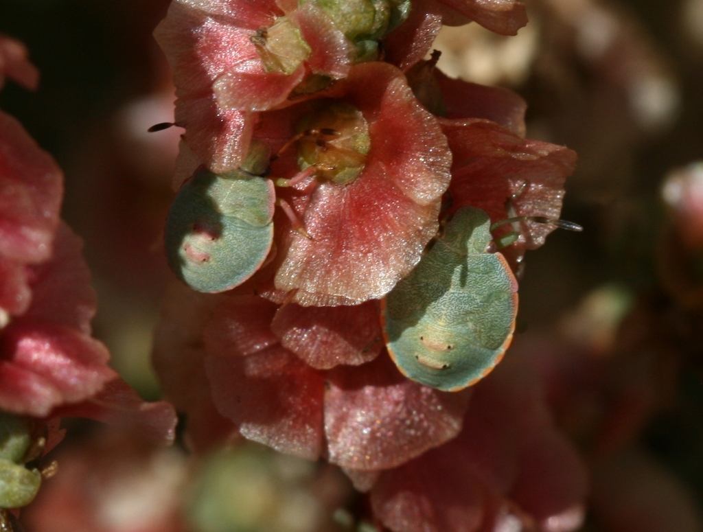 Brachynema cinctum