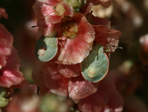 Brachynème des sansouires