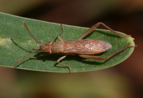 Nemausus sordidatus