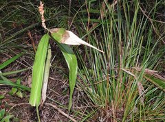 Alpinia stachyodes