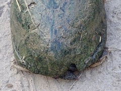 Kinosternon hirtipes murrayi